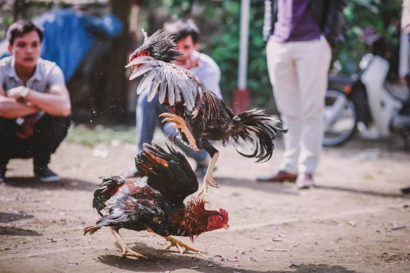 Hiểu đúng về gà chống đòn