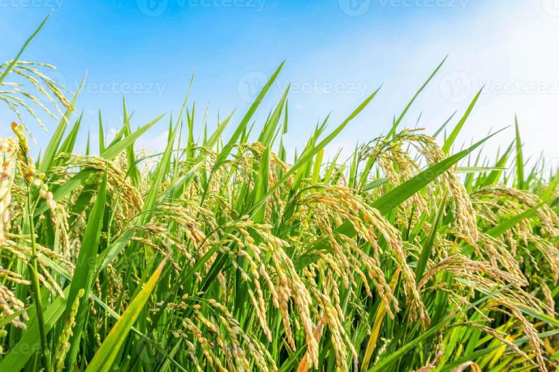 Lưu ý khi giải mã giấc mơ thấy lúa