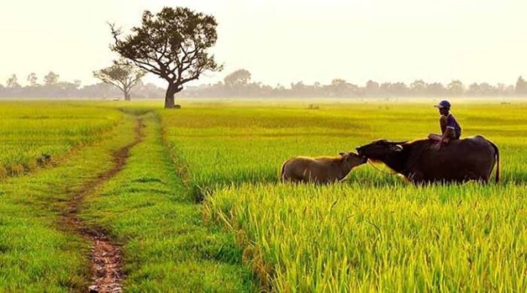 Mơ Thấy Cánh Đồng Đánh Con Gì Để Trúng Lớn? 1 Mơ Thấy Cánh Đồng Đánh Con Gì Để Trúng Lớn?